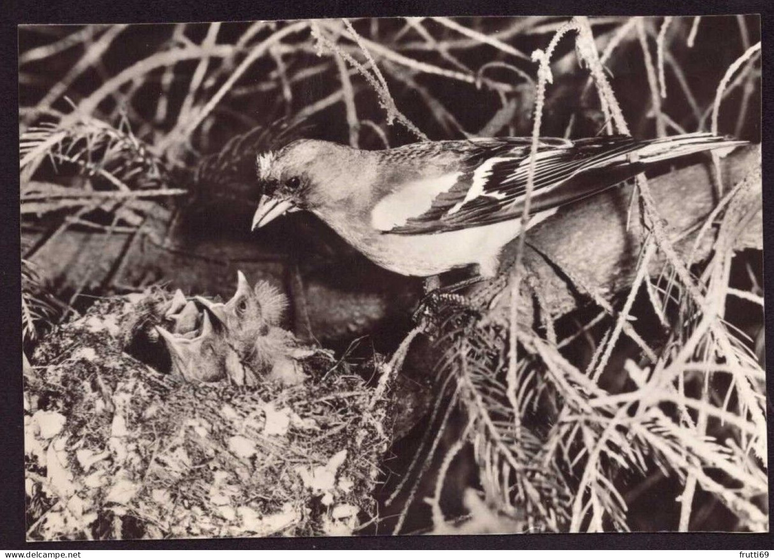 AK 212045 BIRD / VOGEL - Buchfink - Oiseaux