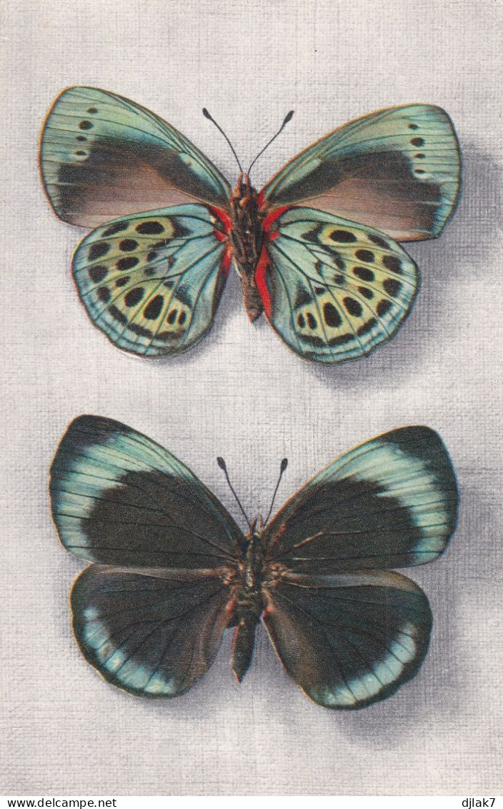 Papillon Callithéa Leprieuri (Pérou) Vu Sur Deux Faces - Butterflies