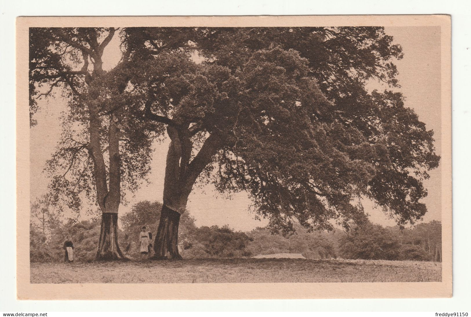 40 . La Landes Pittoresque . Chênes Lièges - Autres & Non Classés