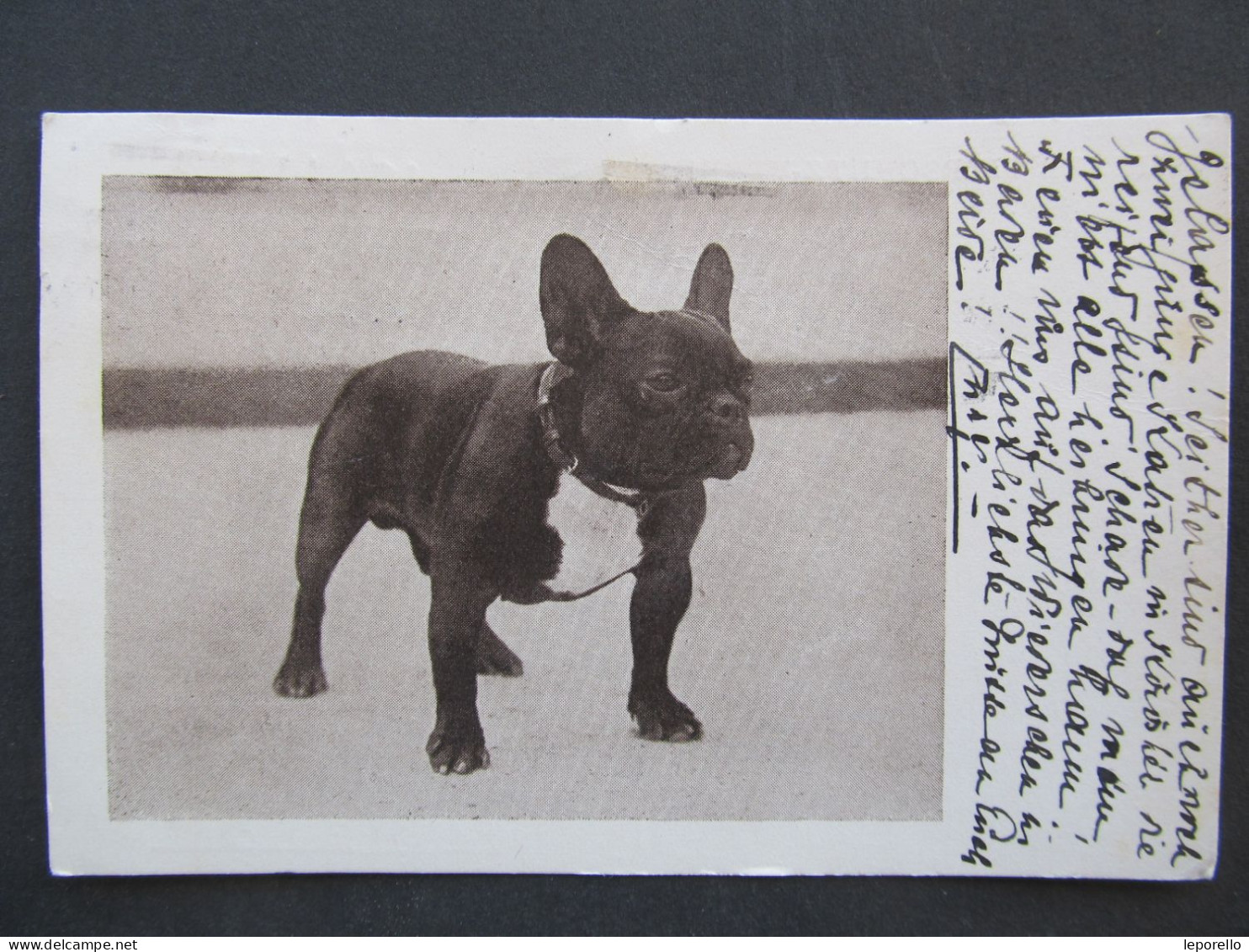 AK Hund Dog 1936 Bulldog   // P9070 - Hunde