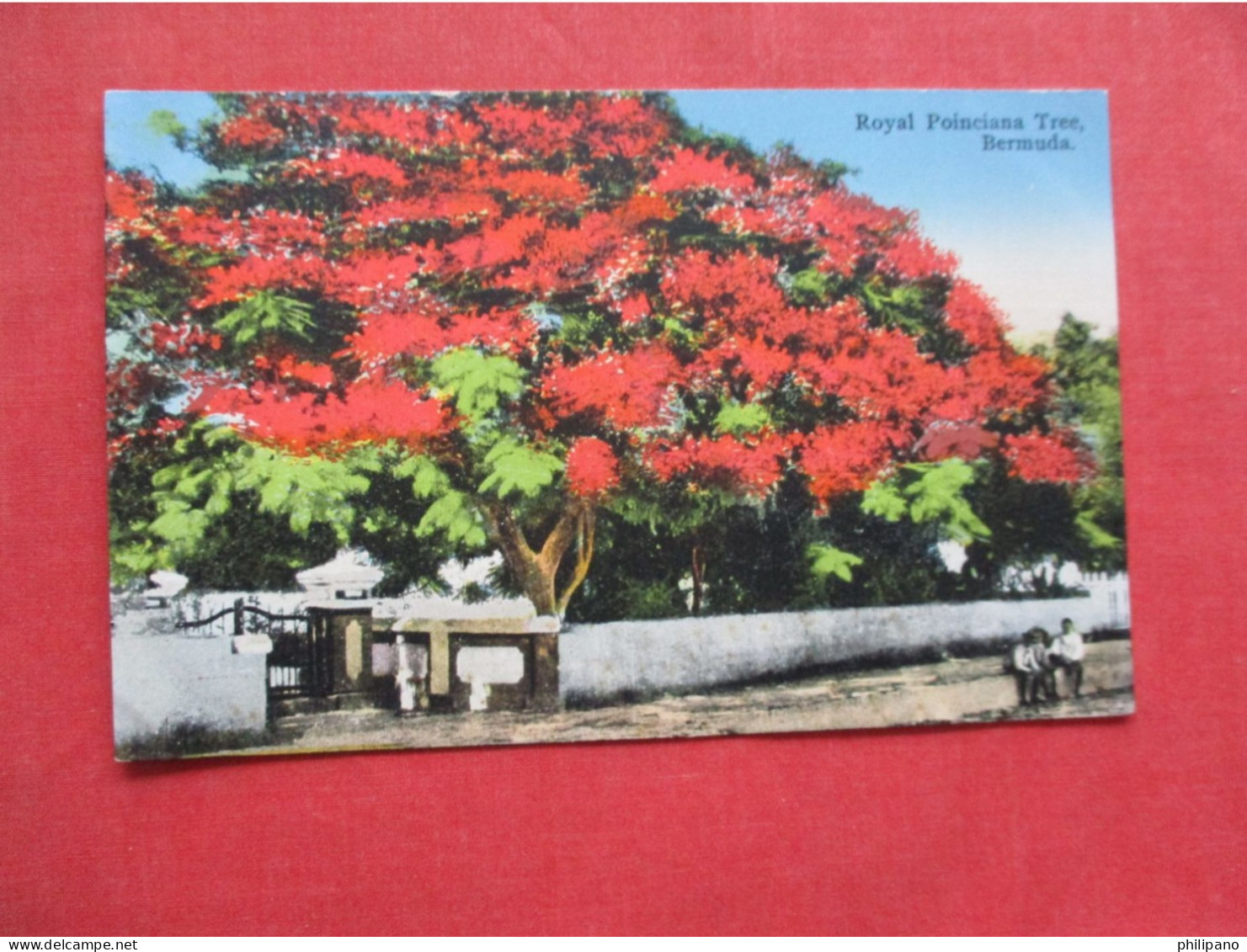Royal Poinciana Tree  Bermuda   Ref 6411 - Bermudes