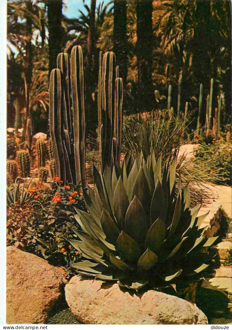 Fleurs - Plantes - Cactus - Elche - Huerto Del Cura - Rocalla - Detalle - Espagne - Espana - CPM - Voir Scans Recto-Vers - Cactusses