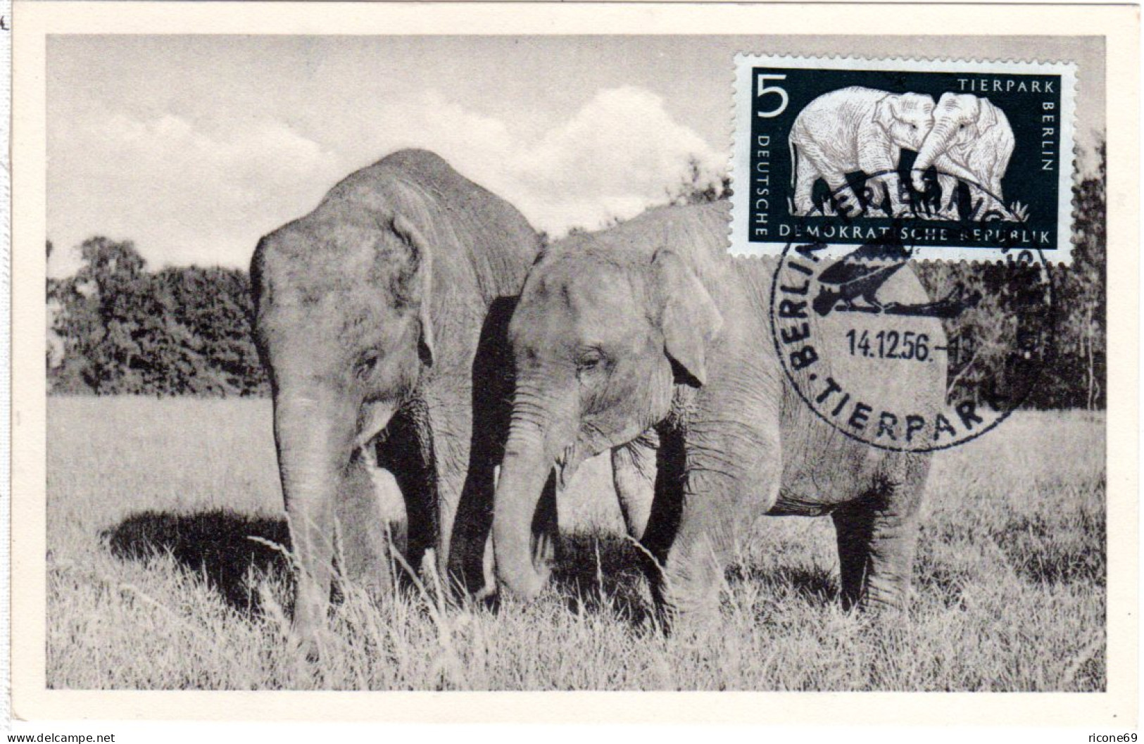 DDR 1956, Maximumkarte 5 Pf. Elefanten M. Stpl. Berlin Friedrichsfelde Tierpark - Lettres & Documents