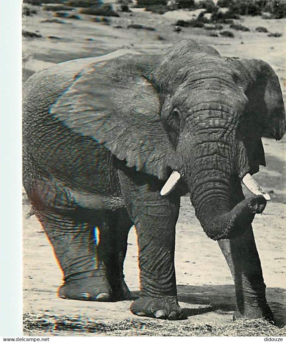 Animaux - Eléphants - Afrique Du Sud - South Africa - Addo Elephant National Park - Nasionale Addo-olifantpark - Parc Zo - Éléphants