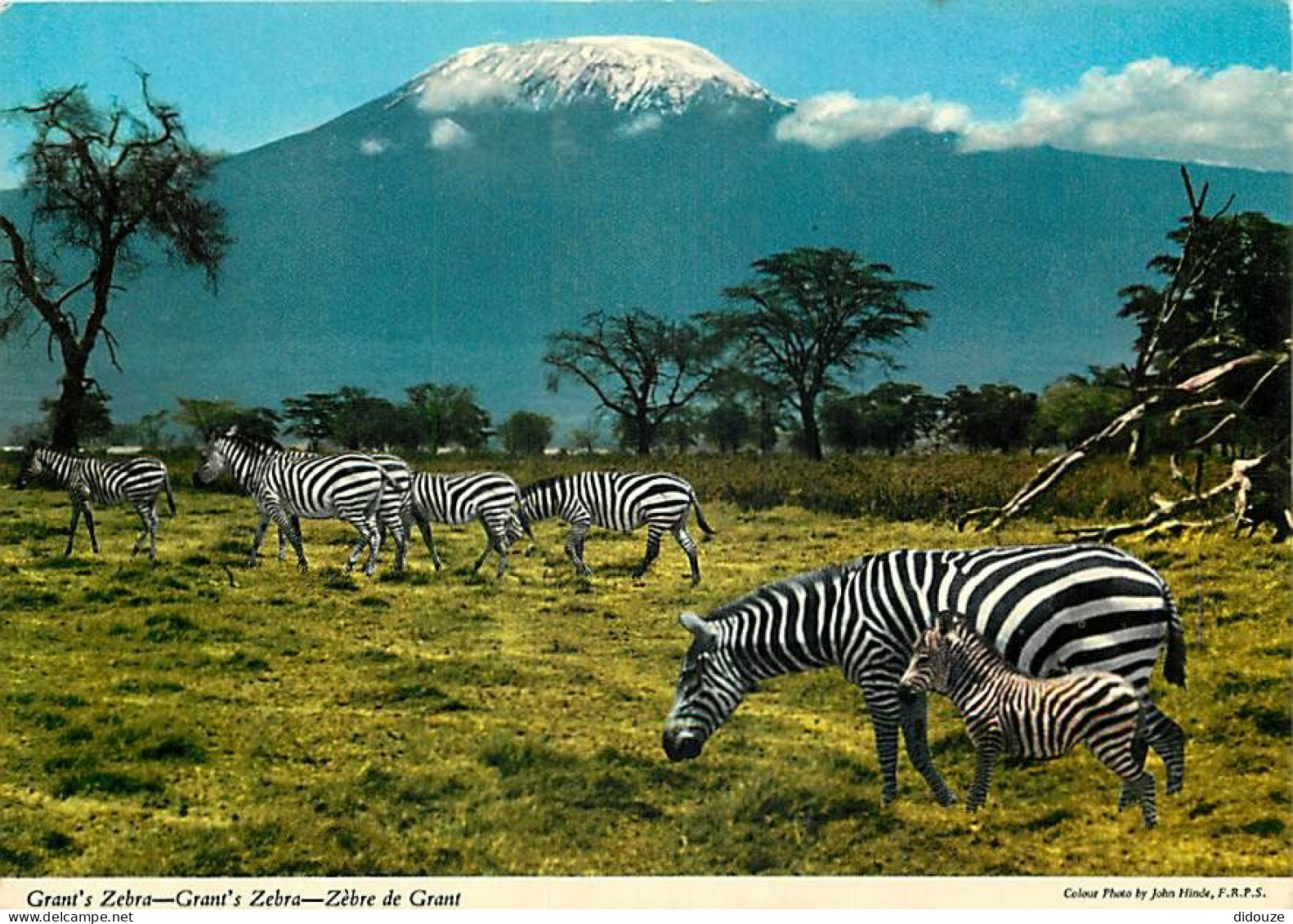 Animaux - Zèbres - Zèbre De Grant - Mont Kilimandjaro - CPM - Voir Scans Recto-Verso - Zebras