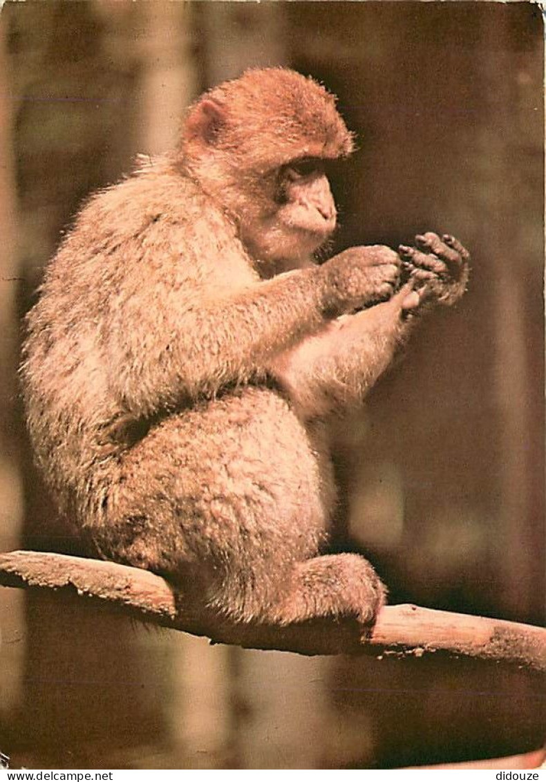 Animaux - Singes - La Montagne Des Singes De Kintzheim - La Forêt Des Singes De Rocamadour - Macaque De Barbarie - CPM - - Monkeys