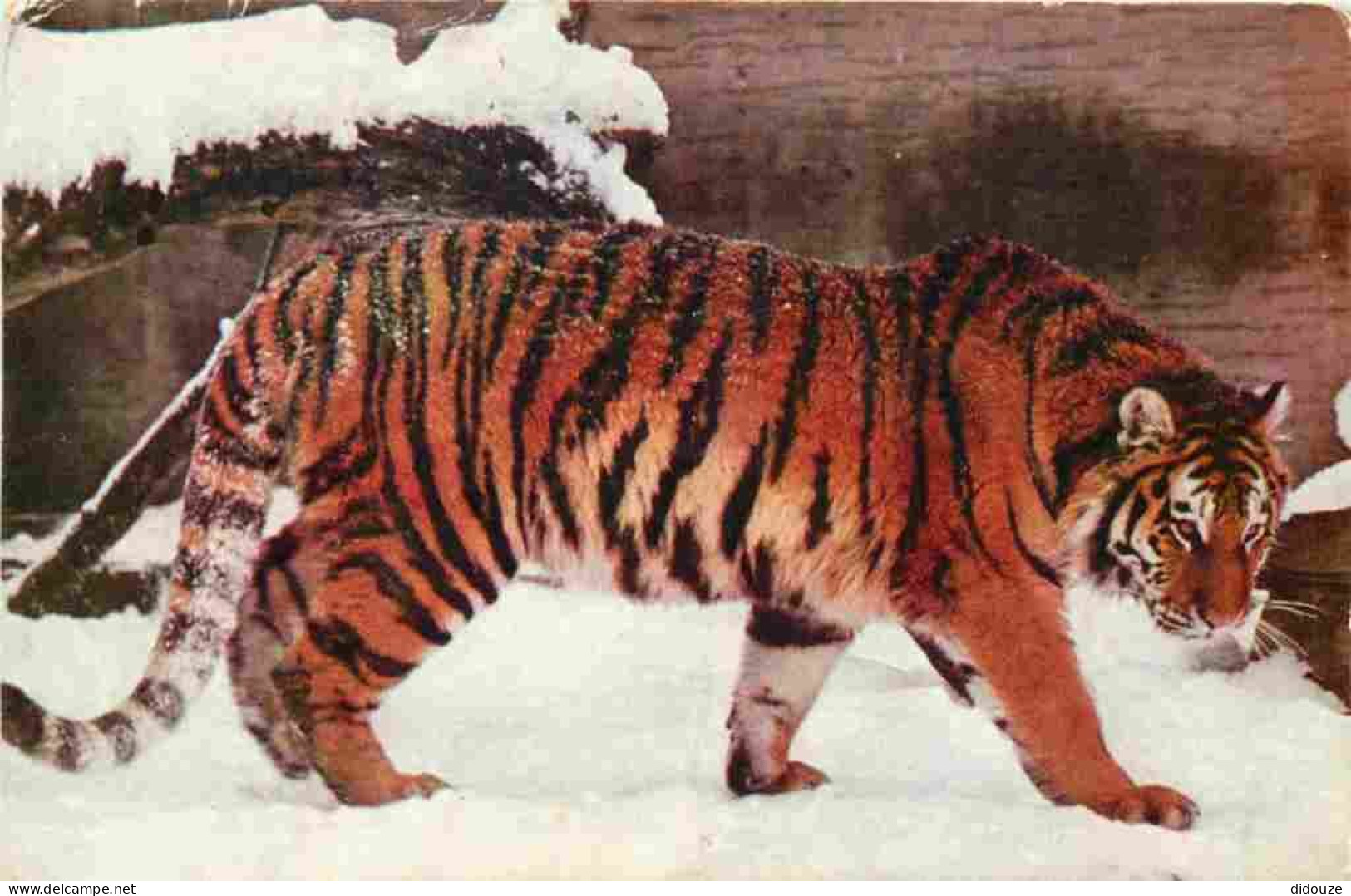 Animaux - Fauves - Tigre - Tigre Dans La Neige - CPM - Voir Scans Recto-Verso - Tigers