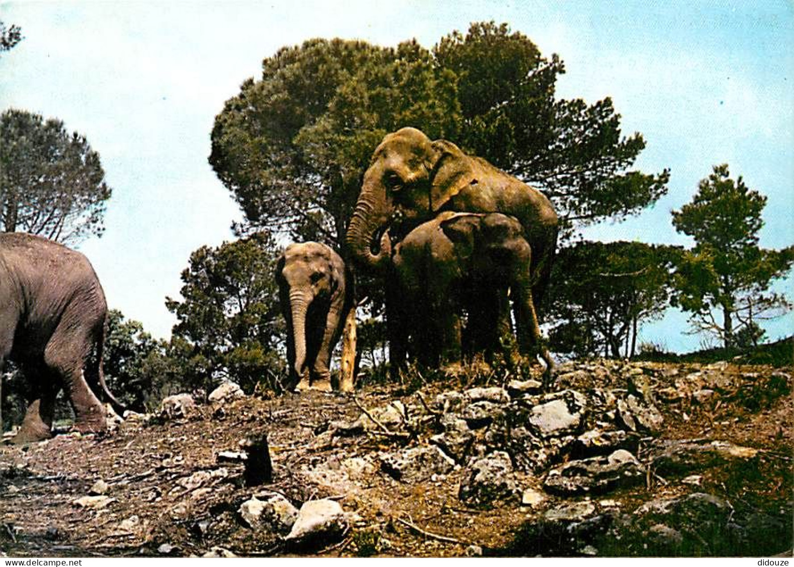 Animaux - Eléphants - Fréjus - Safari De L'Estérel - Parc Zoologique - Zoo - CPM - Voir Scans Recto-Verso - Éléphants