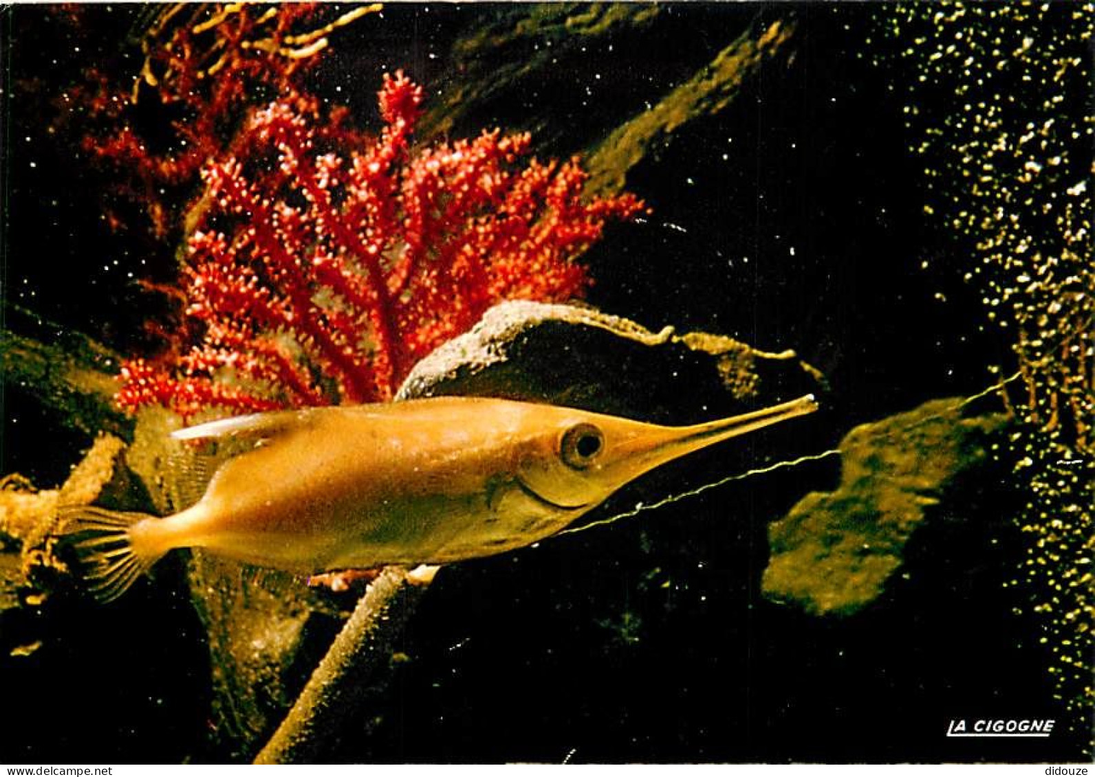 Animaux - Poissons - Aquarium De La Rochelle - 17.300.19 - Macroramphosus Scolopax Ou Bécasse De Mer (Atlantique) - Cart - Fish & Shellfish