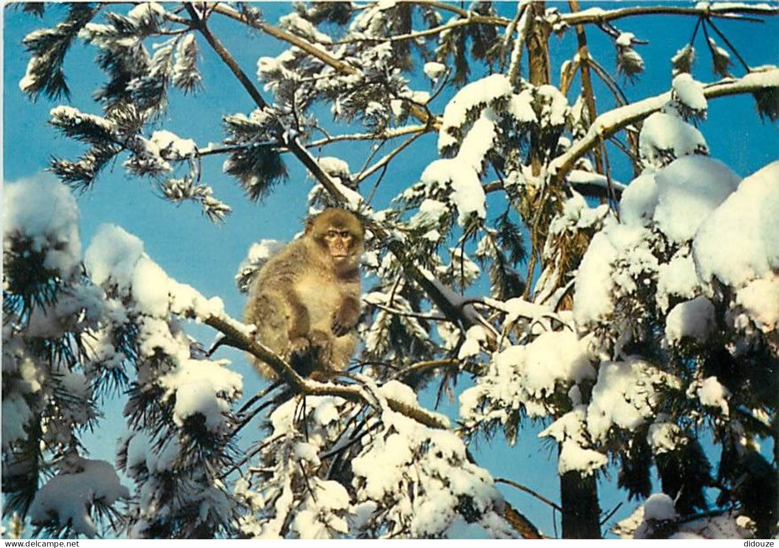 Animaux - Singes - La Forêt Des Singes De Rocamadour - Macaque De Barbarie - Hiver - Neige - Carte Neuve - CPM - Voir Sc - Singes