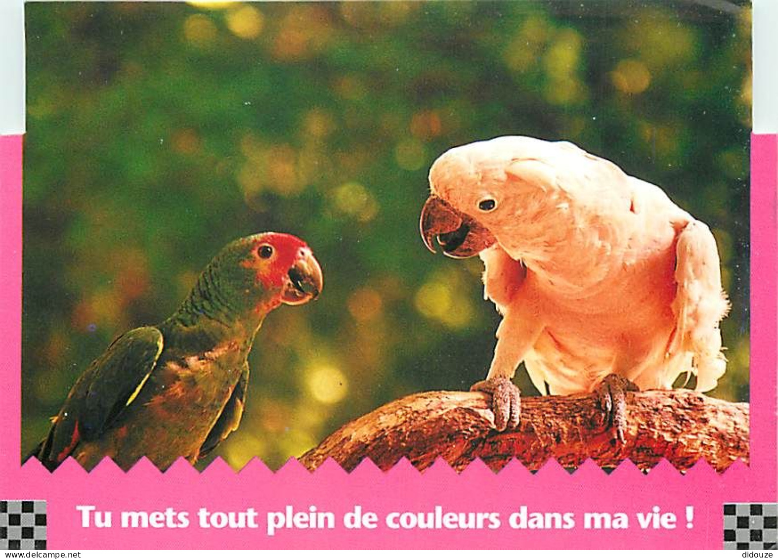 Animaux - Oiseaux - Perroquet - Carte Humoristique - CPM - Voir Scans Recto-Verso - Oiseaux