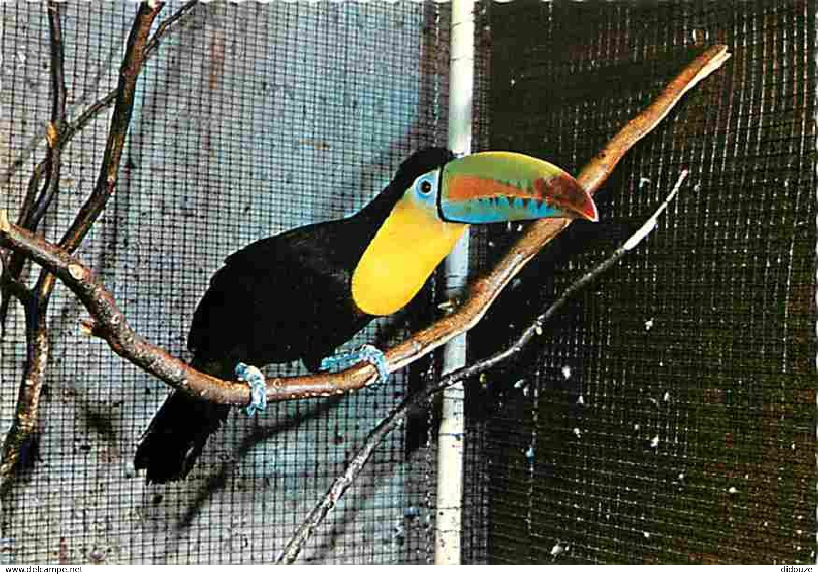 Animaux - Oiseaux - Toucan à Bec Caréné - Carte Neuve - CPM - Voir Scans Recto-Verso - Oiseaux