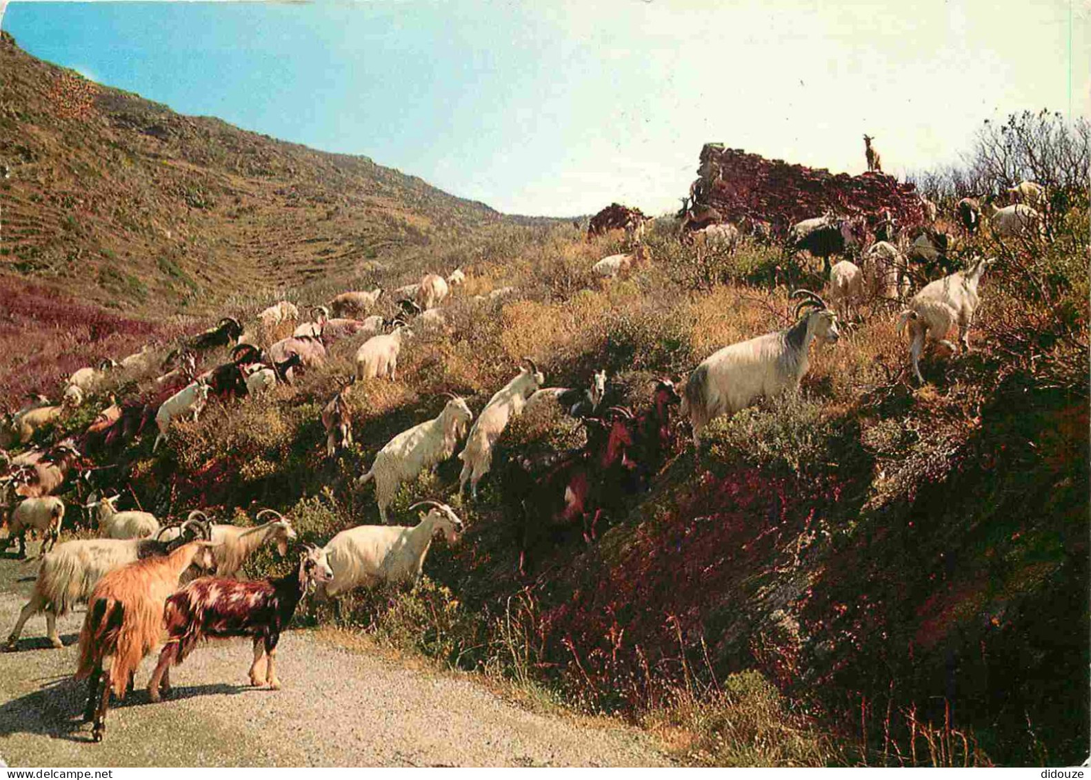 Animaux - Chèvres - Corse - Troupeau De Chèvres Dans Le Maquis - CPM - Voir Scans Recto-Verso - Autres & Non Classés