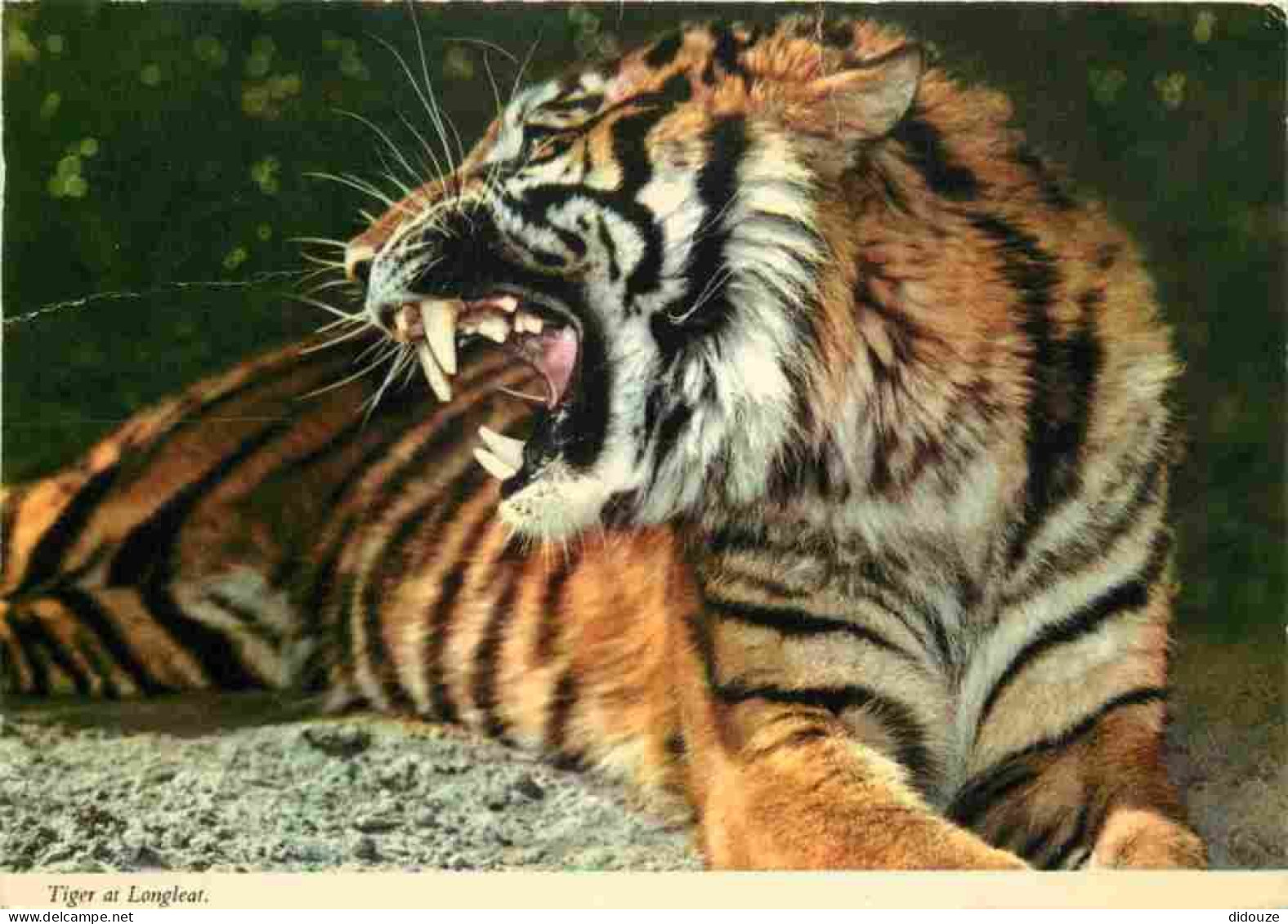 Animaux - Fauves - Tigre - CPSM Format CPA - Voir Scans Recto-Verso - Tigers