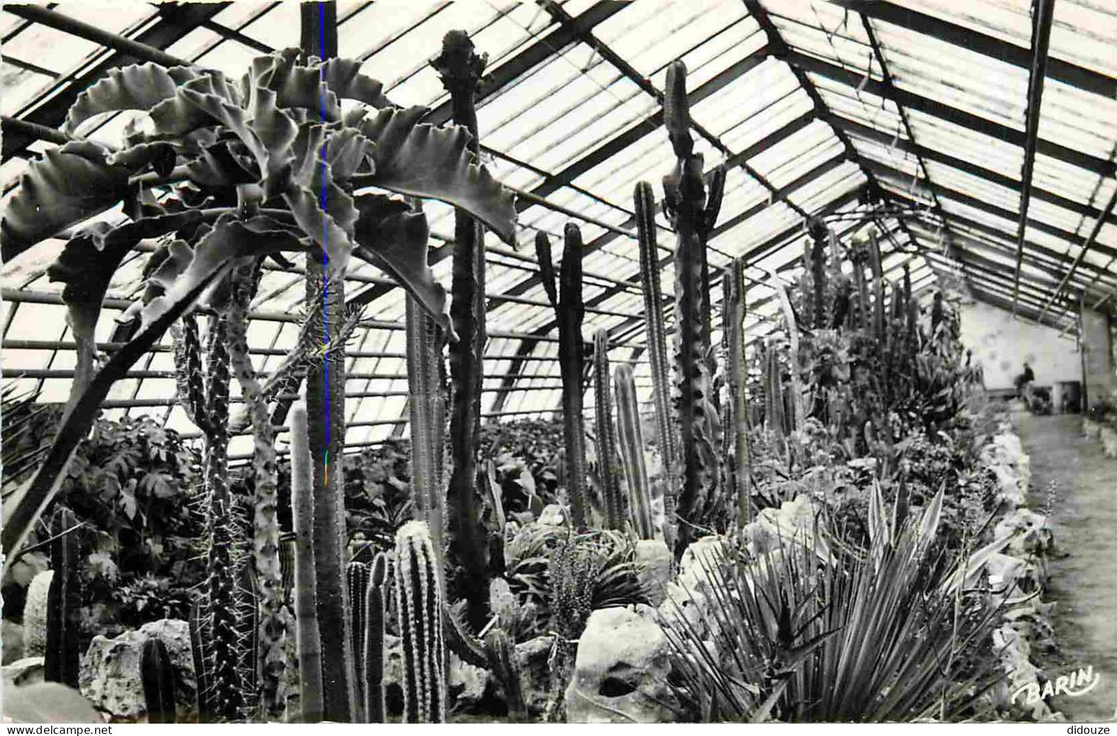 Fleurs - Plantes - Cactus - Xonrupt - La Moinaudière - La Grande Serre à Cactées - Mention Photographie Véritable - Cart - Cactusses