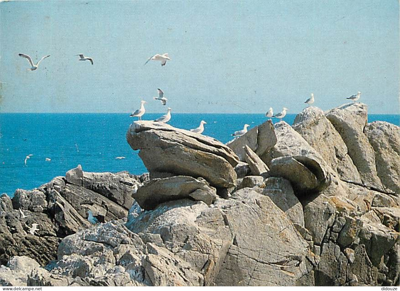 85 - Ile D'Yeu - La Côte Sauvage - Vol De Mouettes - Flamme Postale De Les Sables D'Olonne - CPM - Voir Scans Recto-Vers - Ile D'Yeu