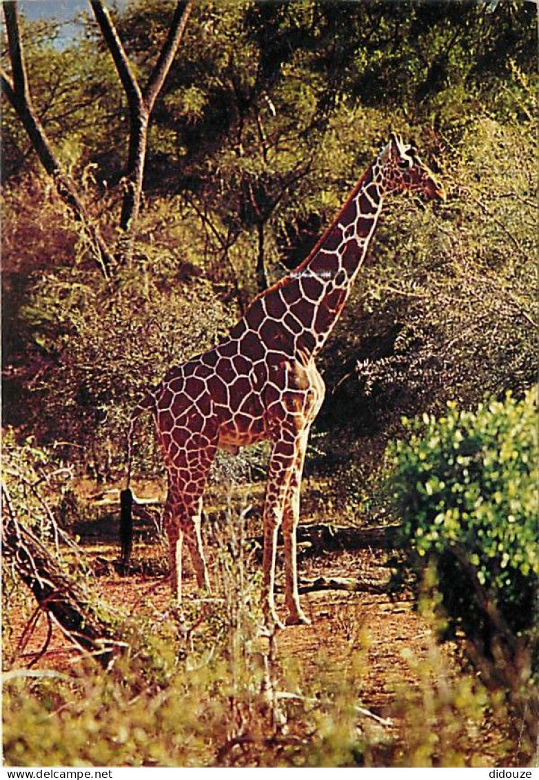 Animaux - Girafes - Flamme Postale De Savigny Sur Orge - CPM - Voir Scans Recto-Verso - Girafes