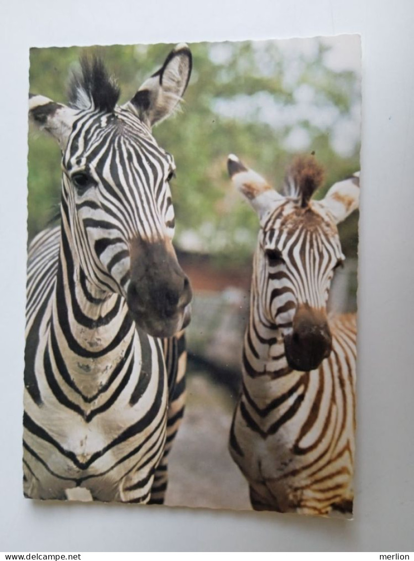 D202975      AK  CPM  -Zebra Zebras    - Hungarian Postcard 1983 - Zèbres