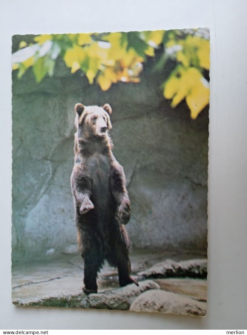 D202976    AK  CPM  - Brown Bear  Ours  - Hungarian Postcard 1983 - Ours