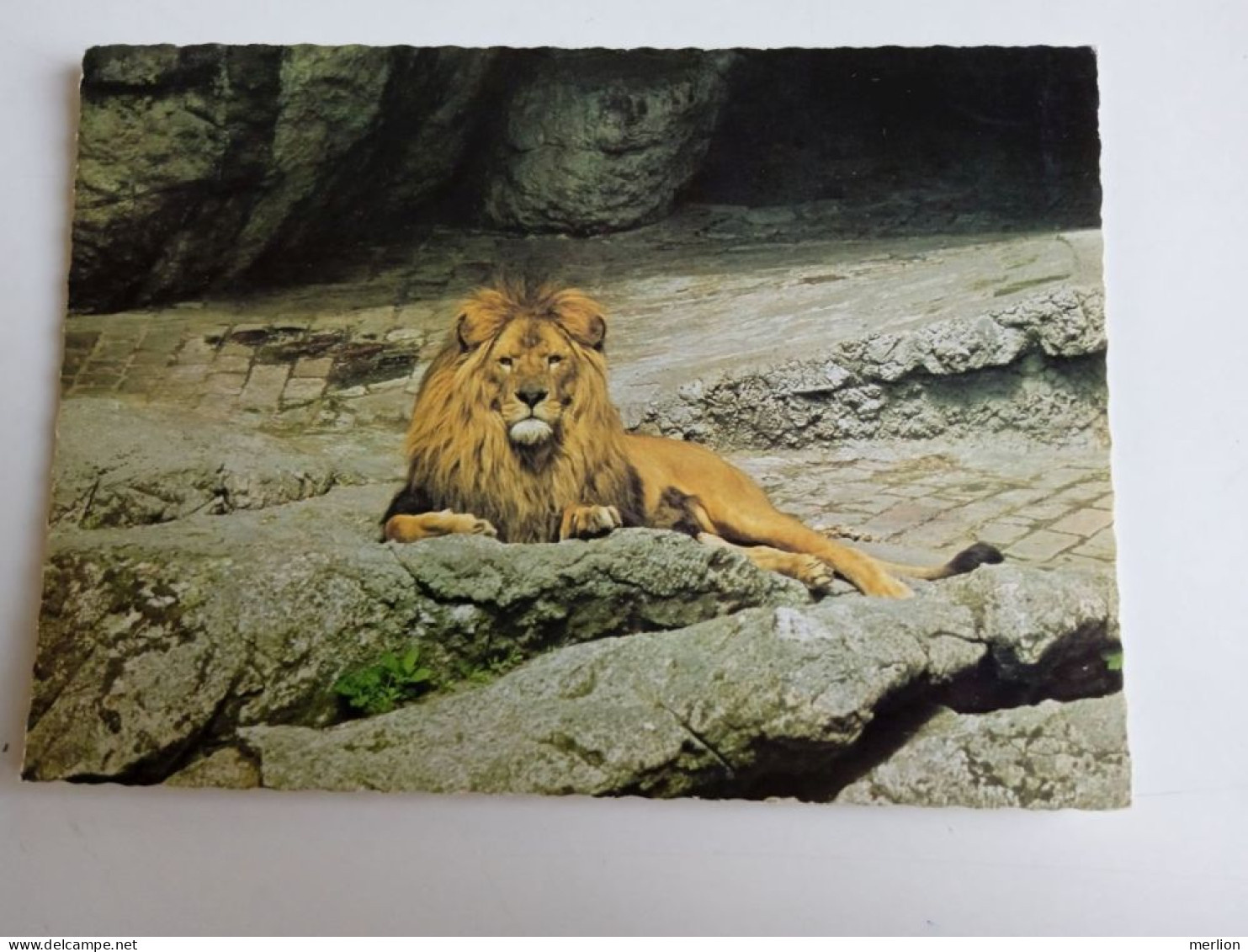 D202979      AK  CPM  - Lion Löwe  - Hungarian Postcard 1983 - Leones