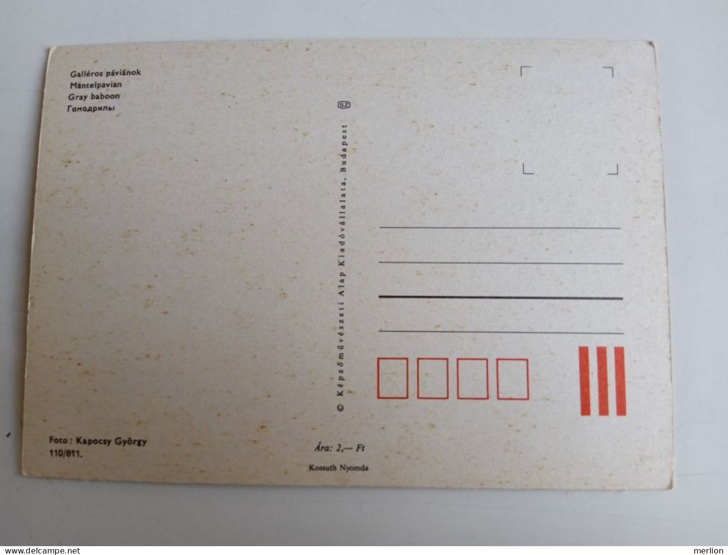 D202981   AK  CPM  - ZOO -  Mantelpavian - Pavian  Gray Baboon   - Hungarian Postcard 1981 - Lions