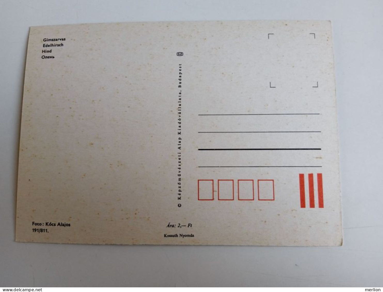 D202982  AK  CPM  - ZOO -  Edelhirsch  Hind    - Hungarian Postcard 1981 - Lions