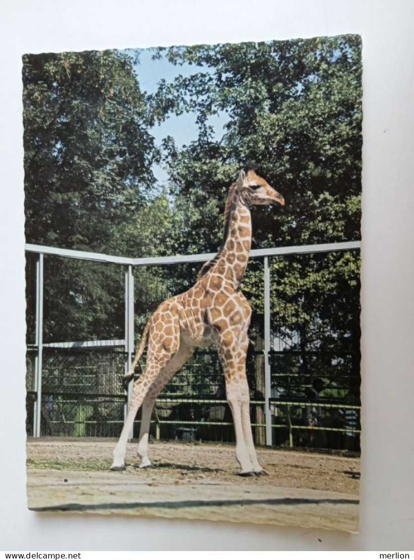 D202985  AK  CPM  - ZOO - Giraffe  - Hungarian Postcard 1983 - Giraffen