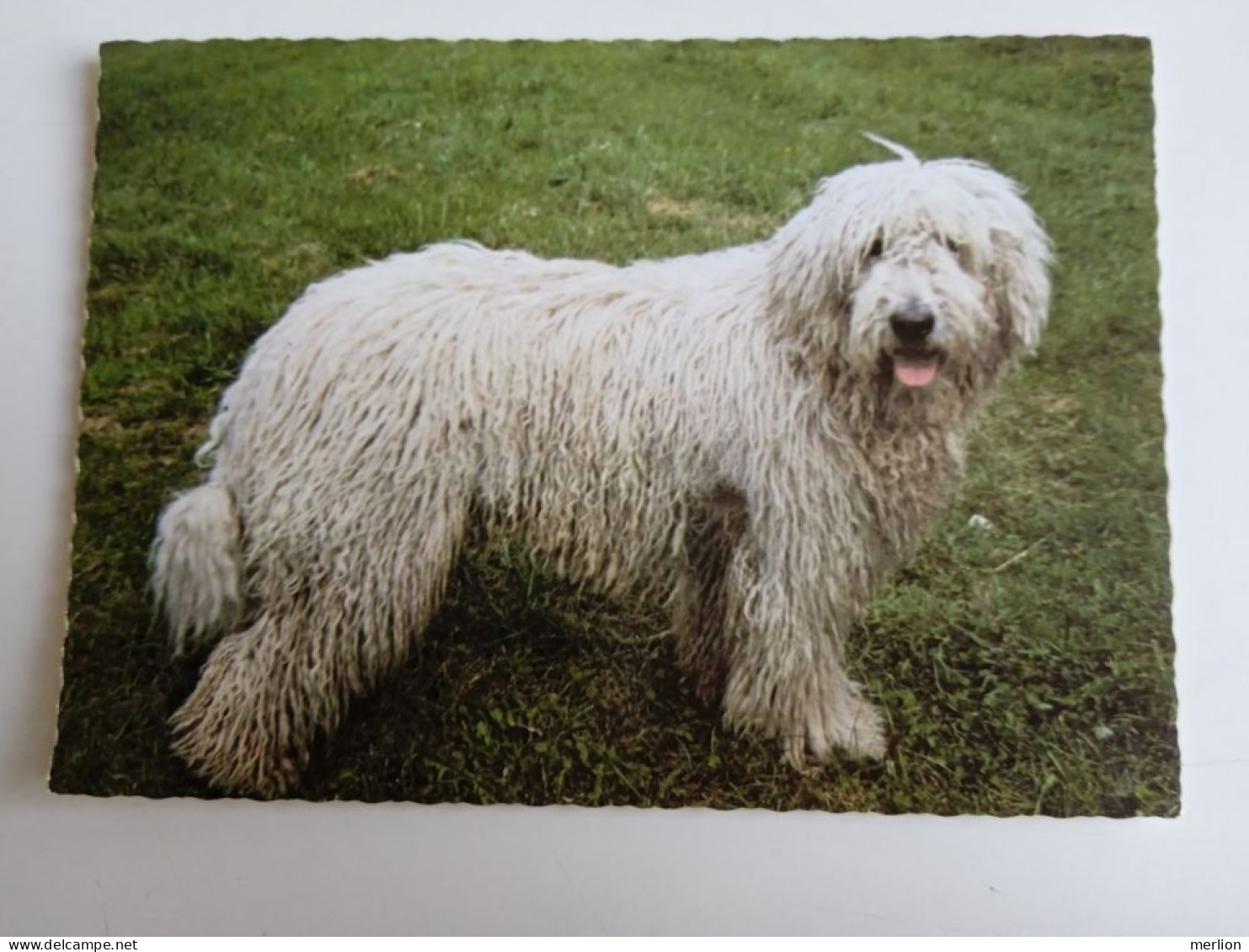 D202993    AK  CPM  - DOG CHIEN HUND  -Komondor   - Hungarian Postcard 1982 - Hunde