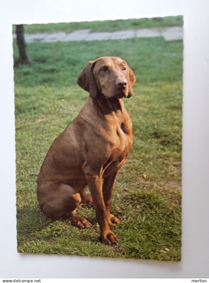 D202994     AK  CPM  - DOG CHIEN HUND  - Pointer  - Hungarian Postcard 1982 - Hunde