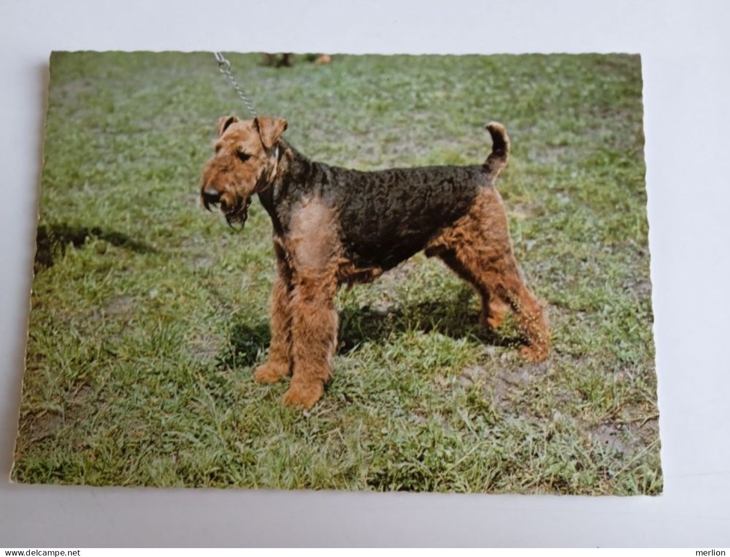 D202995   AK  CPM  - DOG CHIEN HUND  - Irish Terrier  - Hungarian Postcard 1982 - Hunde