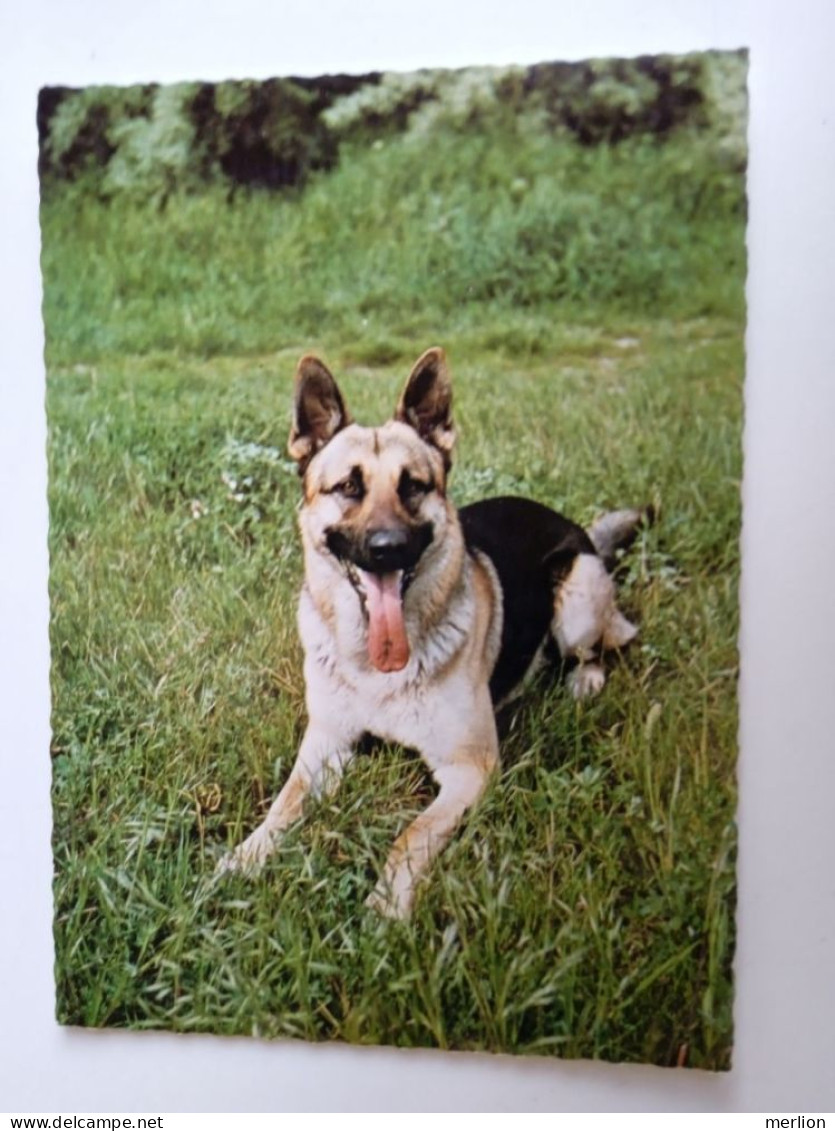 D202997   AK  CPM  - DOG CHIEN HUND  - German Shepherd   - Hungarian Postcard 1982 - Hunde