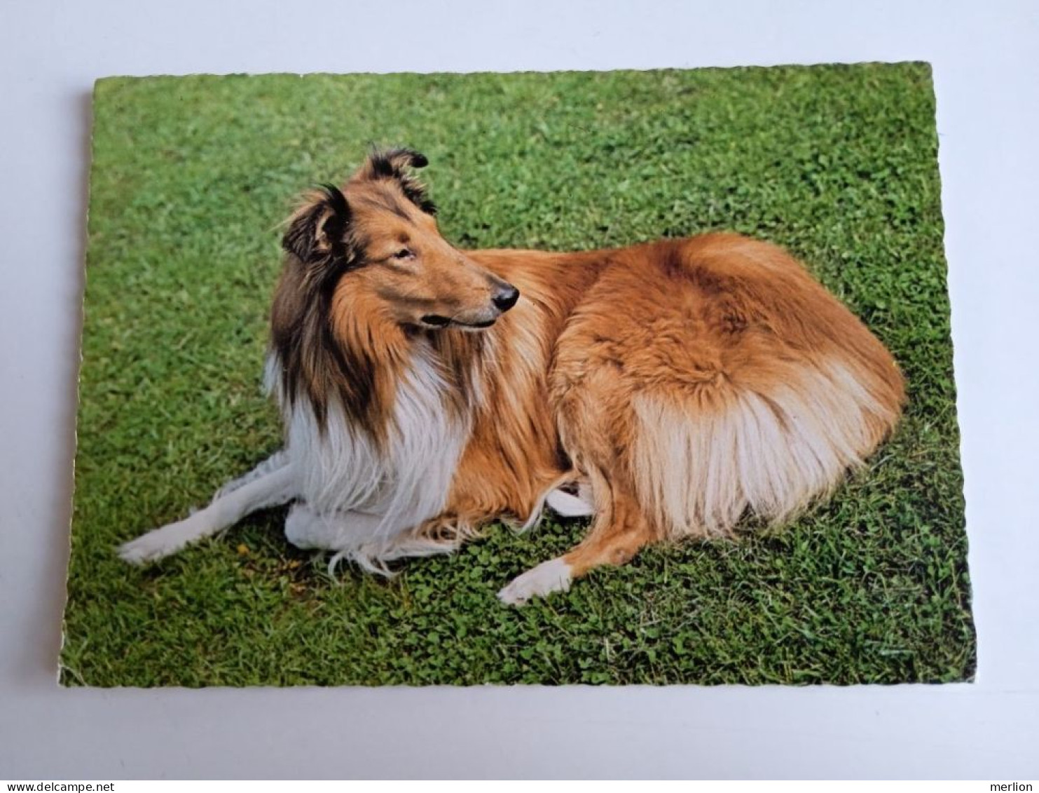 D203000   AK  CPM  - DOG CHIEN HUND  -  Collie  - Hungarian Postcard 1982 - Hunde