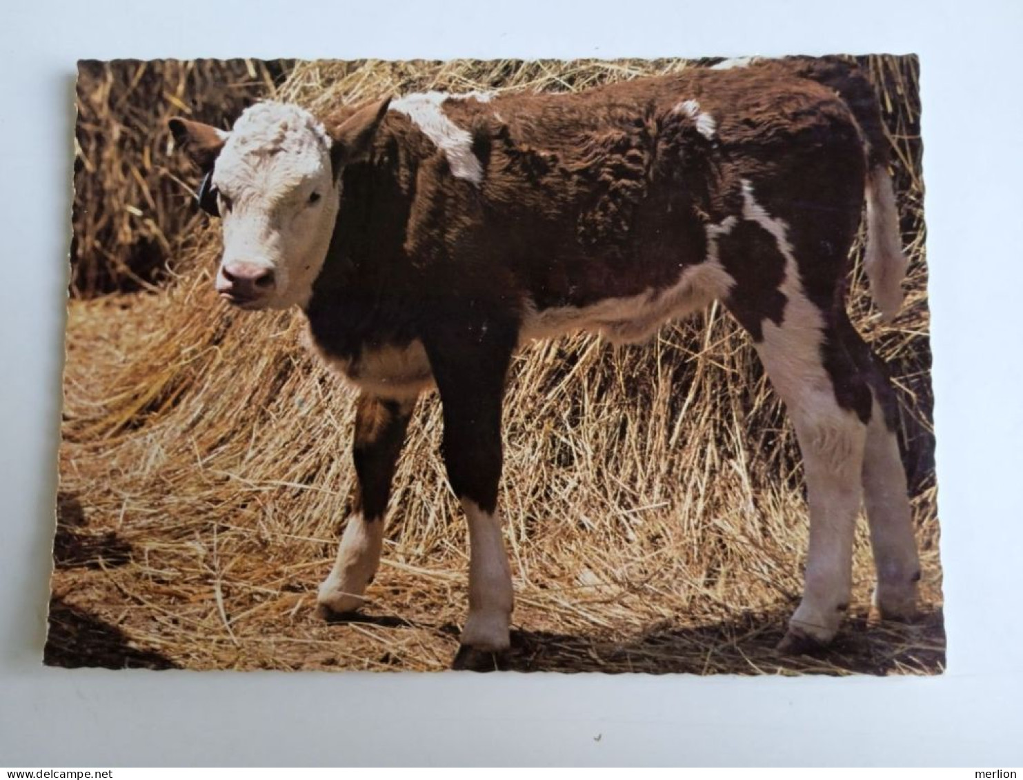 D203004    AK  CPM  - CALF    - Hungarian Postcard 1982 - Cows