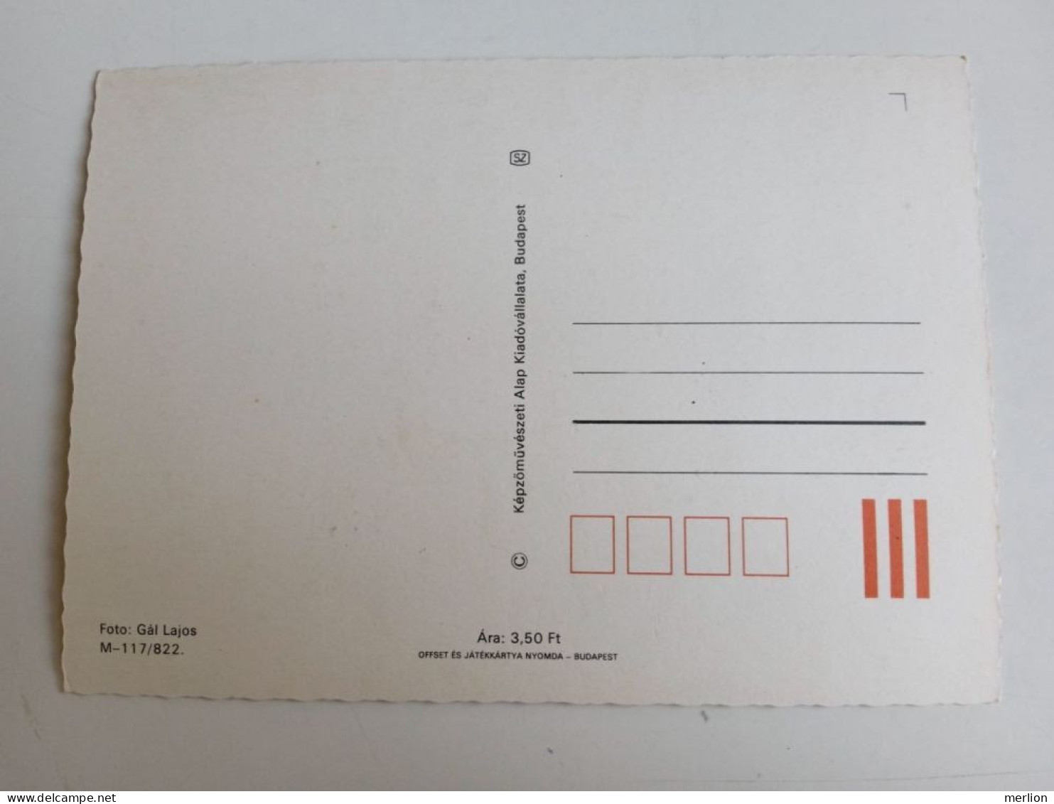 D203004    AK  CPM  - CALF    - Hungarian Postcard 1982 - Koeien