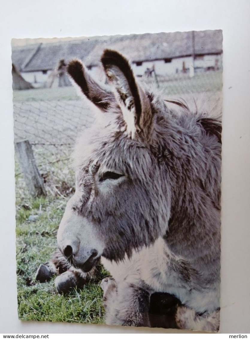 D203008  AK  CPM  -  DONKEY  - Hungarian Postcard 1982 - Esel