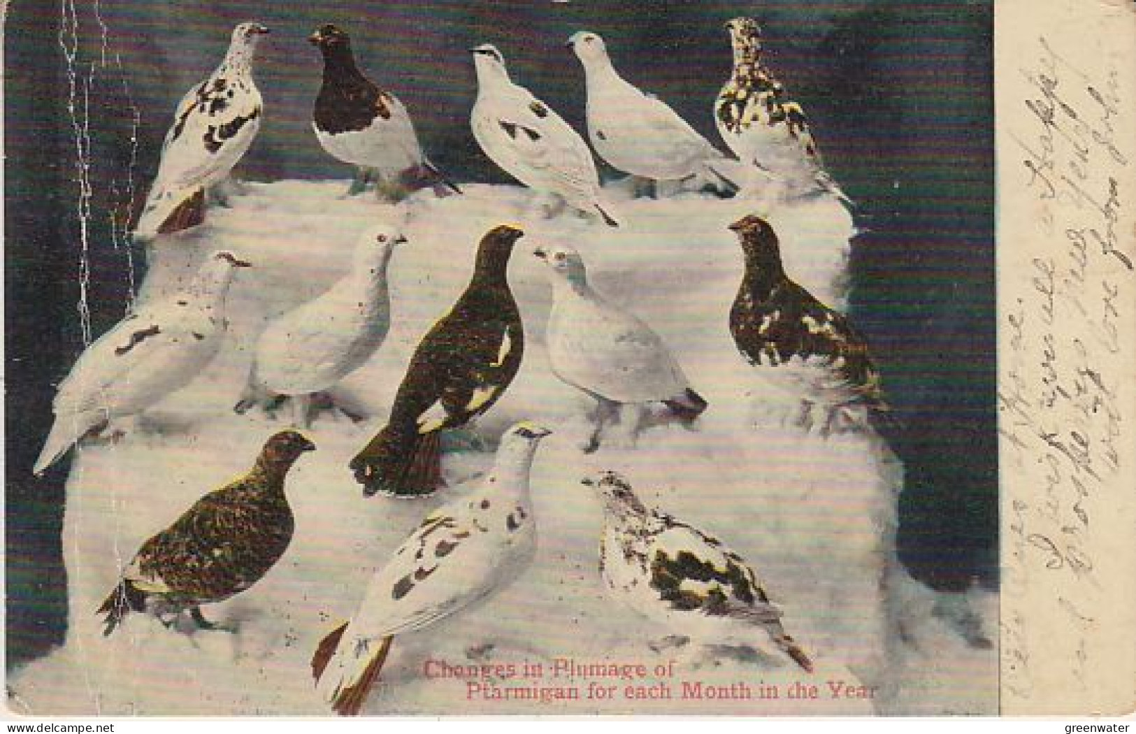 USA  Alaska Winter 1907/1911 Mail 7 Postcards (see Description) (59863) - Forschungsstationen & Arctic Driftstationen
