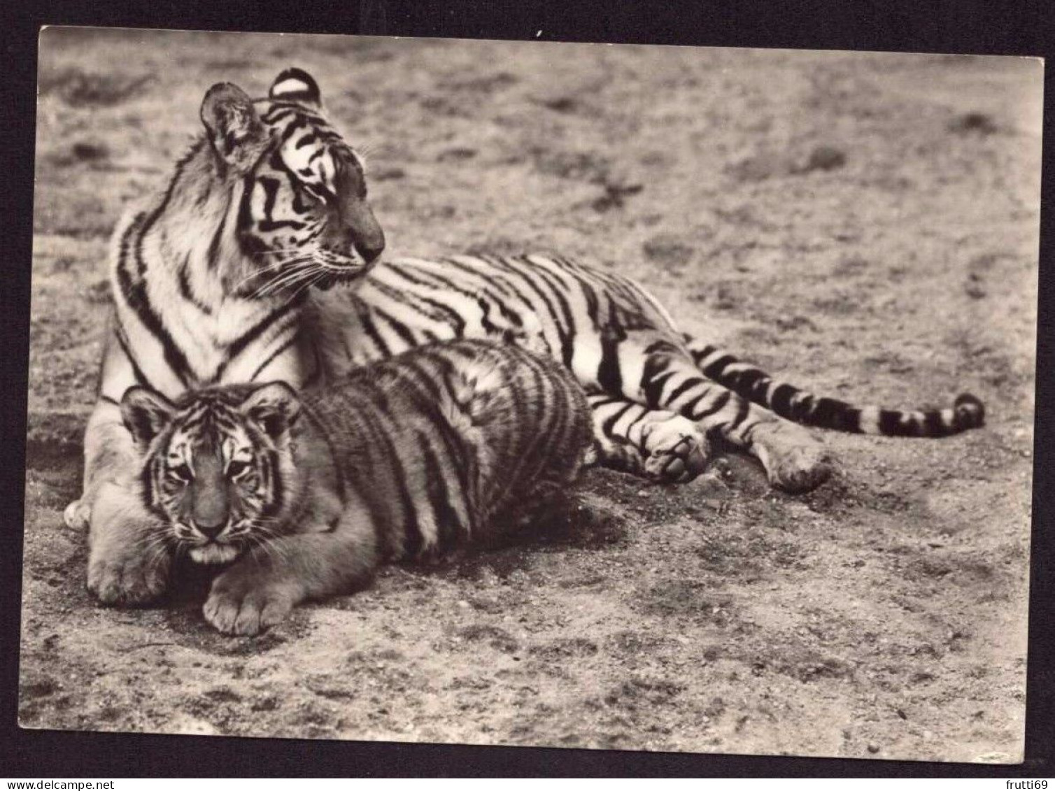 AK 212072 TIGER - Sibirischer Tiger Mit Jungen - Tigres