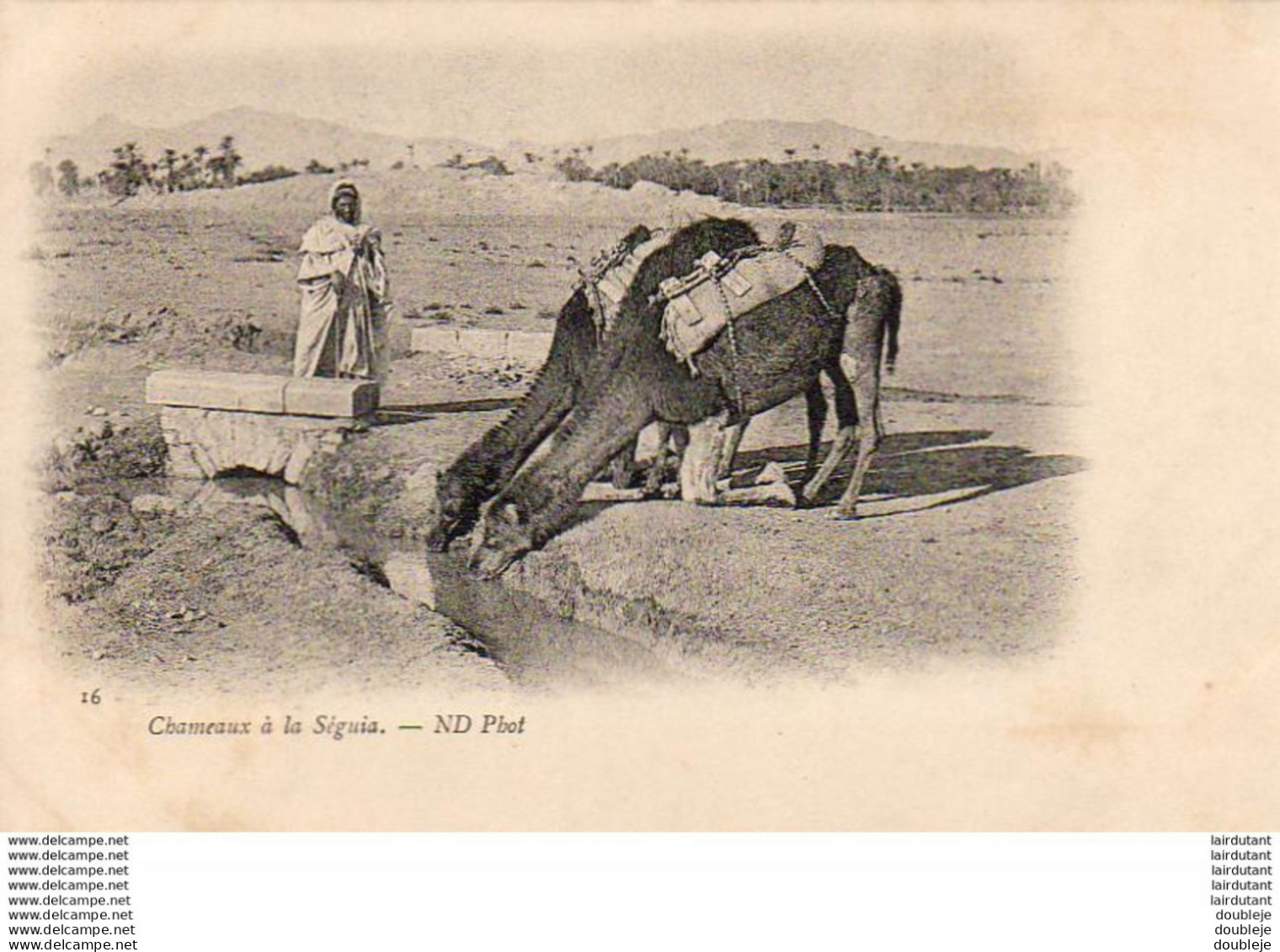 ALGERIE  SCENES ET TYPES  Chameaux à La Séguia  ..... ( Ref FF1860 ) - Scènes & Types