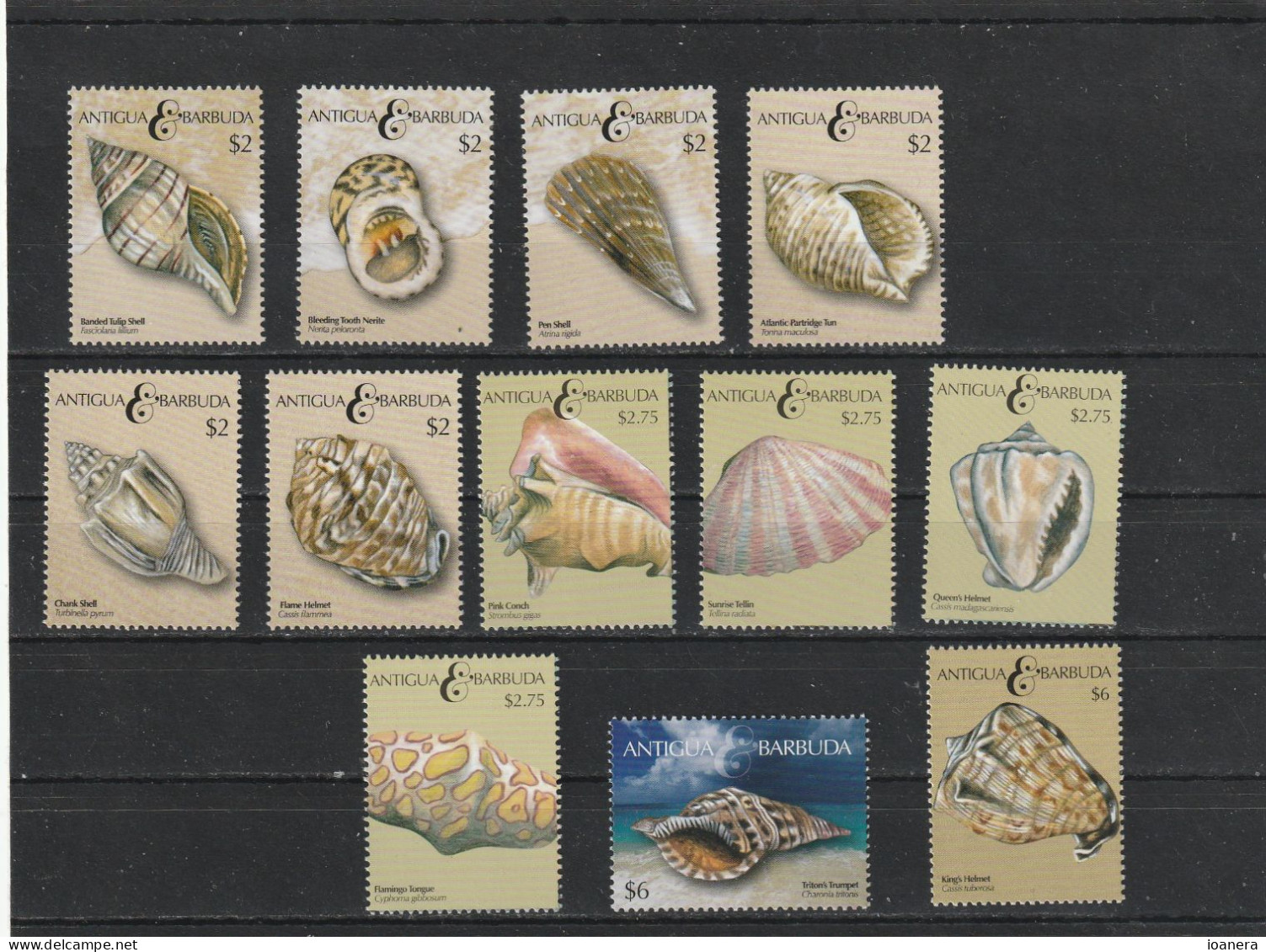 Antigua And Barbuda 2011 - Fauna , Molluscs , Complete Series 12 Stamps , Perforated, MNH , Mi.4912-4923 - Antigua Et Barbuda (1981-...)