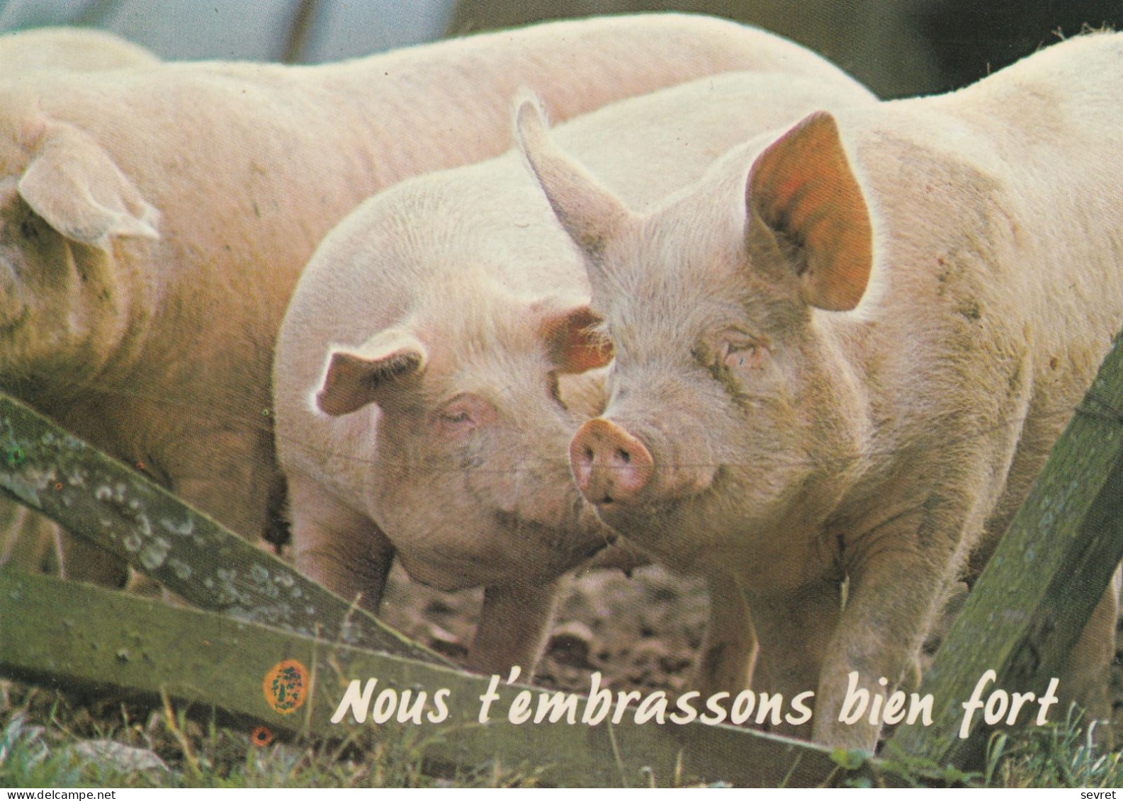 Nous T'embrassons Bien Fort. - COCHONS - Humour