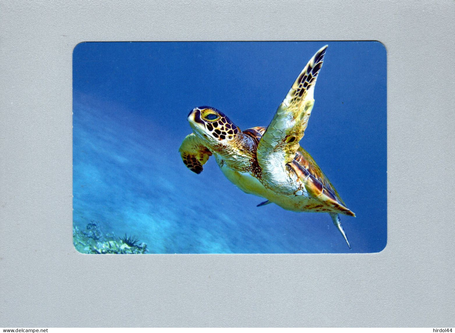 Tortues - Turtles