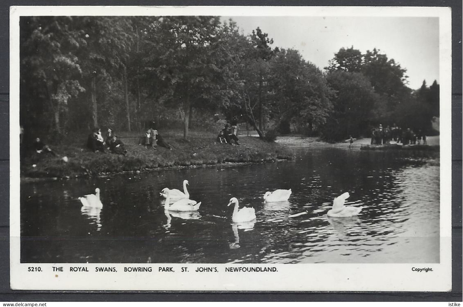 The Royal Swans, Bowring Park, St. John's, Newfoundland, Canada, 1957. - Vögel