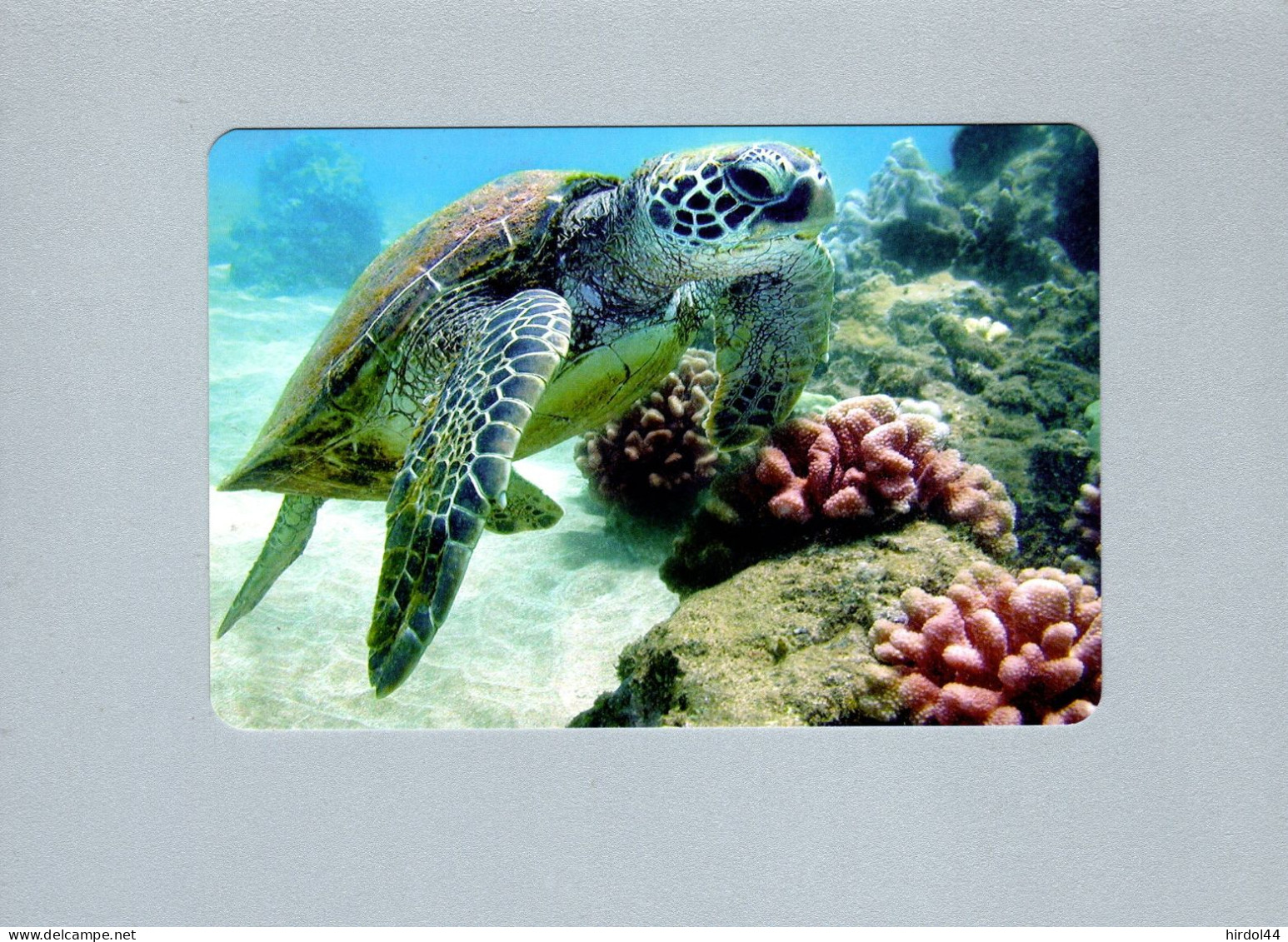 Tortues - Schildkröten