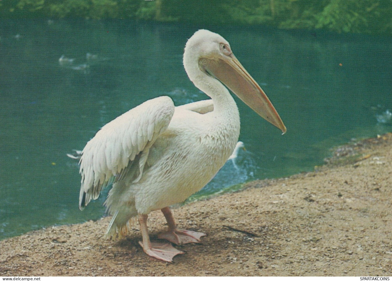 VOGEL Tier Vintage Ansichtskarte Postkarte CPSM #PAN271.A - Vögel