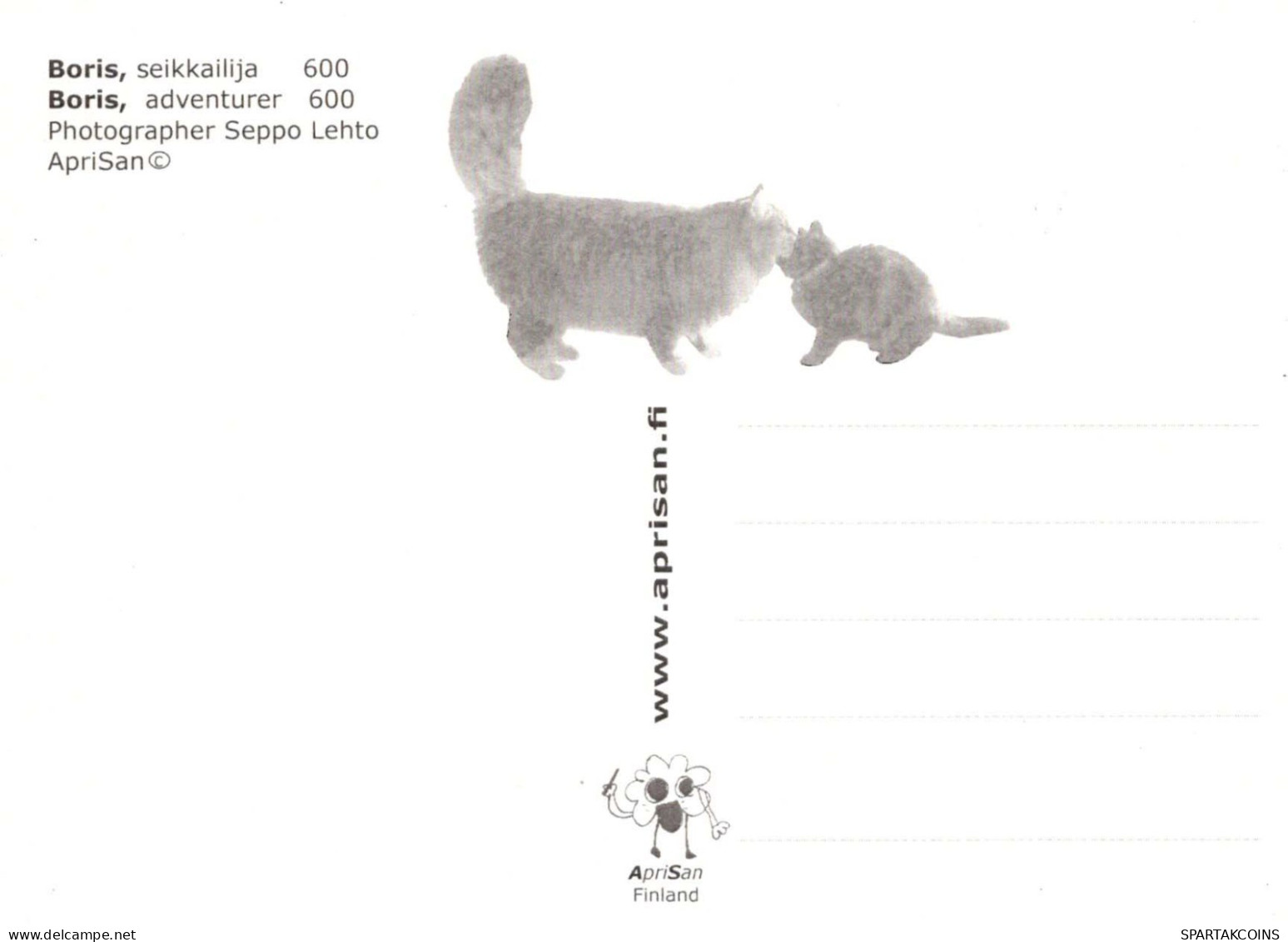 GATO GATITO Animales Vintage Tarjeta Postal CPSM #PBQ949.A - Chats