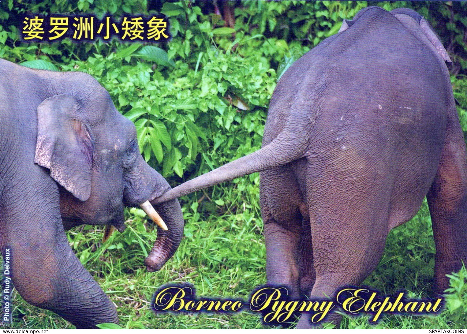 ELEFANTE Animales Vintage Tarjeta Postal CPSM #PBS771.A - Éléphants