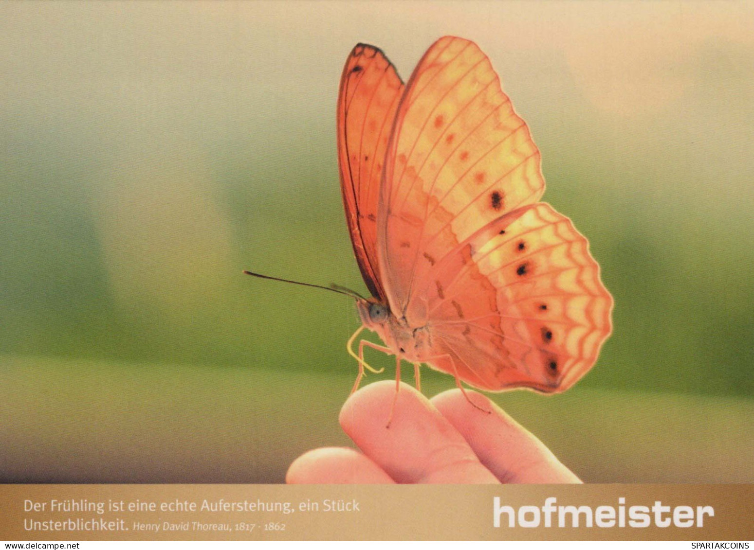 FARFALLA Animale Vintage Cartolina CPSM #PBS427.A - Papillons