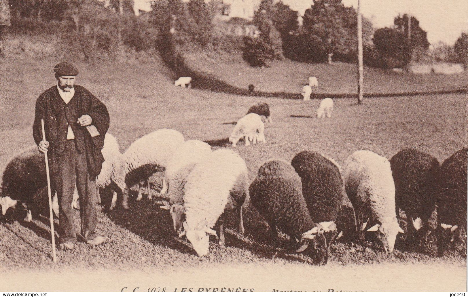 LES PYRENEES - Moutons Au Paturage - Berger - CARRACHE éditeur Pau - Autres & Non Classés