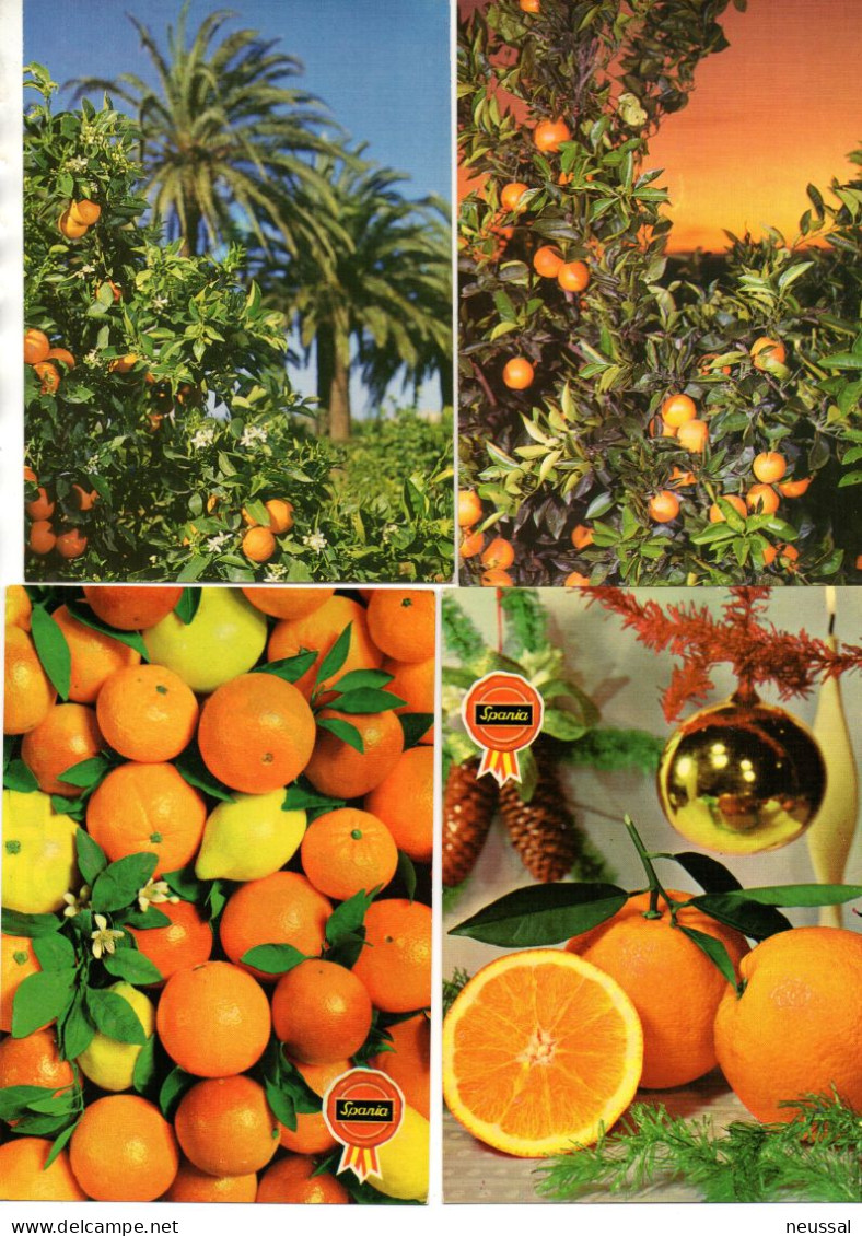 Lote De 11 Postales De  Naranjas Alguna Con Viñeta. - Covers & Documents