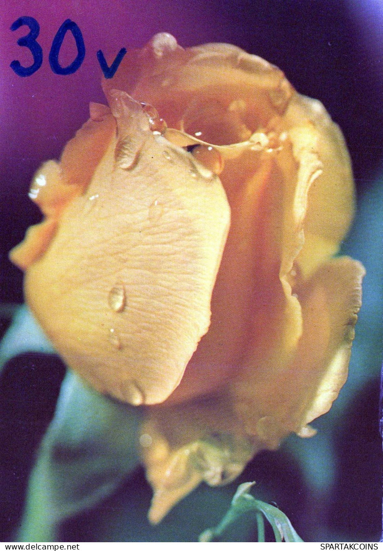 FLOWERS Vintage Postcard CPSM #PAS354.GB - Blumen